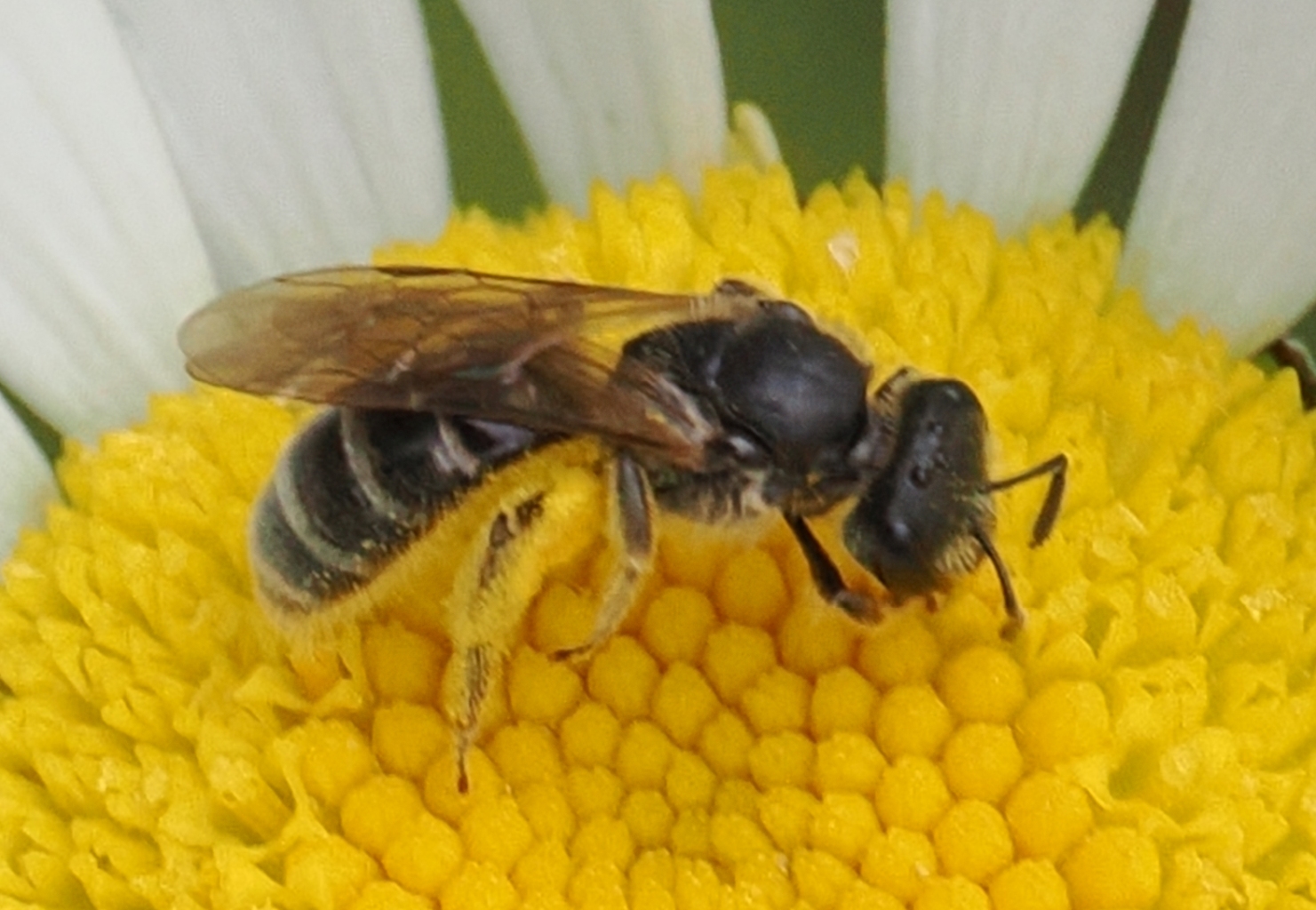 Lasioglossum-sp